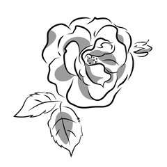 Beautiful graphic rosa and leaves on white background