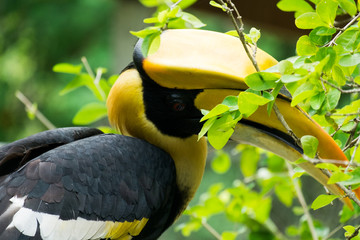 Obraz premium hornbill in wildlife breeding station.
