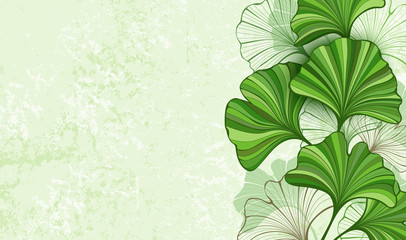 Green background with leaves of Ginkgo biloba