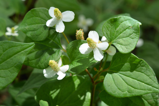 ドクダミ 画像 参照 7 733 Stock 写真 ベクターおよびビデオ Adobe Stock