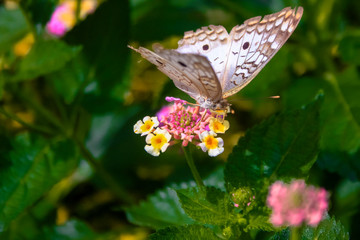 A butterfly on a tiny bouquet of garden flowers.
Borboleta entre as flores.
Mariposa entre las...