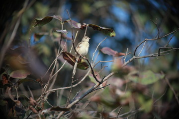bird on branch under the shed