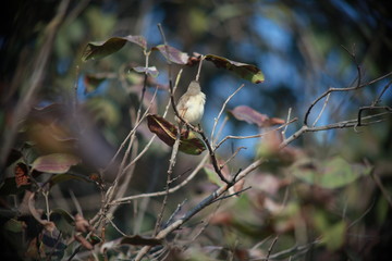 bird on branch