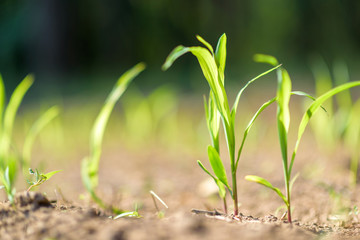 A green sprout in the ground. Closeup photographed.