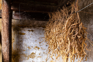Dry soybean plants hanged over the wall of a traditional adobe hmong house in Ha Giang Province, Northern Vietnam.