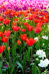 Colorful tulips in a flower bed.