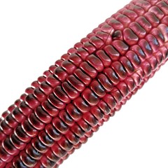 Purple Corn ear on white background, close up.