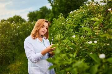 Woman scientist working in fruit garden. Biologist inspector examines blackberry bushes