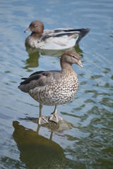 Ducks on Water