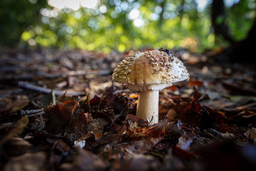 brown fly agaric stands in the forest and is surrounded by brown leaves