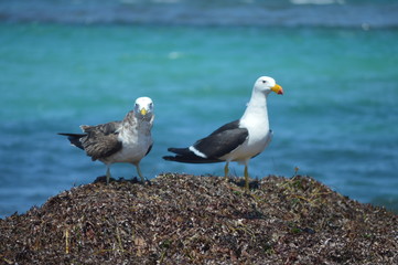 Seagulls