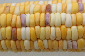 White, yellow and purple kernel of Corn or Maize.