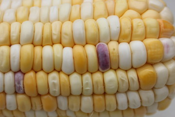 White, yellow and purple kernel of Corn or Maize.