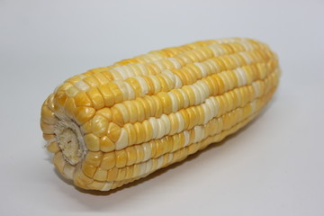 White and yellow Maize kernel.