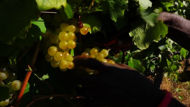 harvesting of grapes during season