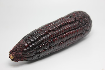 Purple Maize ear at fresh stage​ on white background.
