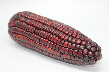 Dark Purple Corn ear on white background.