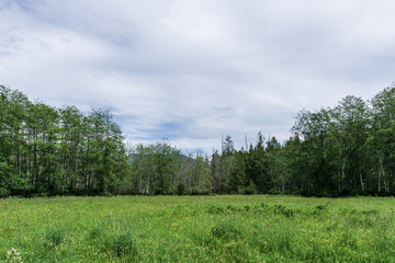 Fototapeta na wymiar green field near the forest blue sky with clouds beautiful summer landscape.