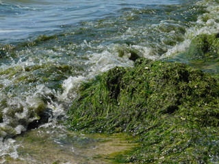  seaweed on the river beach