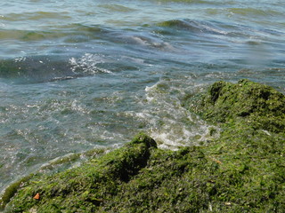  seaweed on the river beach