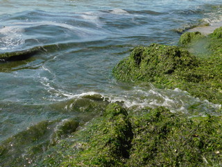  seaweed on the river beach