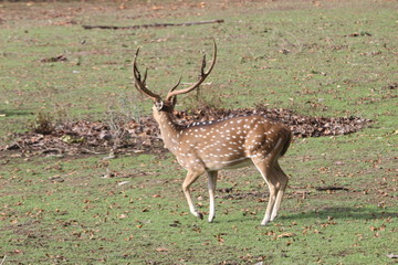 Naklejka na ściany i meble tiger chasing axis deer, but unaware of it, also bush stuck in horns