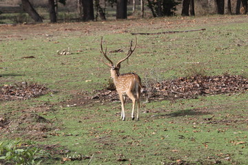 tiger chasing axis deer, but unaware of it,