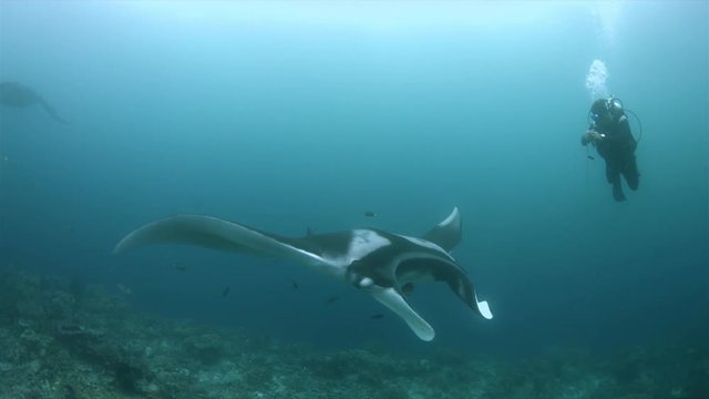 Oceanic Manta Ray on a coral reef in Raja Ampat Indonesia. Central Raja Ampat dive site Blue Magic 4k footage