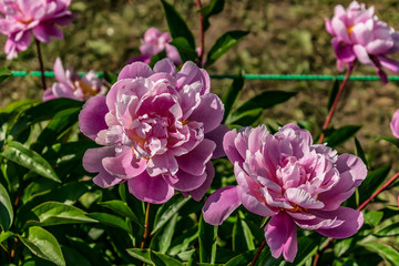 pink flowers of peony in the garden