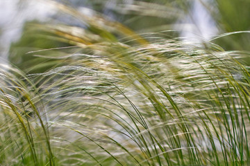  feather grass in the field. background with a feather