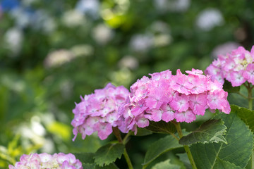 権現堂公園のあじさい　埼玉県幸手市
