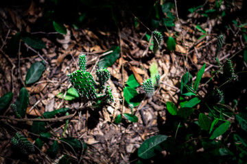 Small cactus survive in the forest.