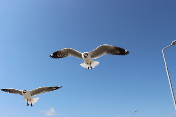 seagull in flight