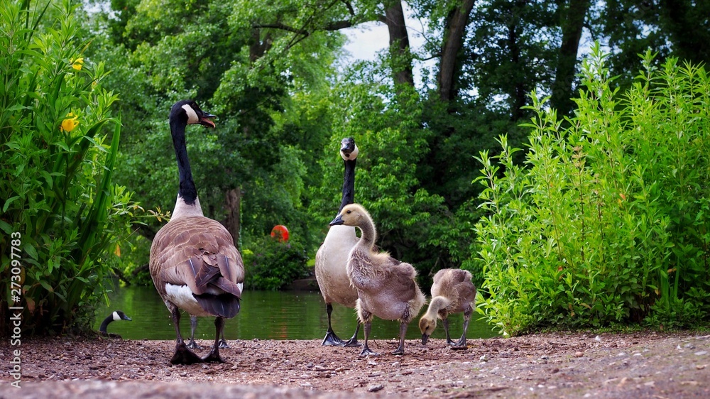 Wall mural family of geese