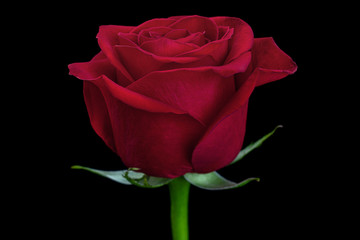 Red rose flower head