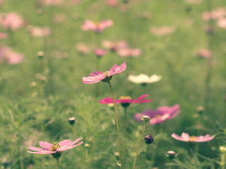 Obraz na płótnie Canvas Pink Cosmos flowers blooming in the garden.shallow focus effect.vintage tone.