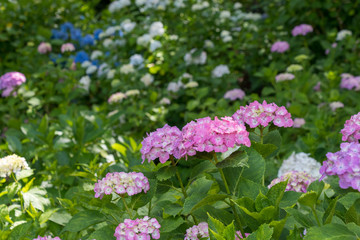権現堂公園のあじさい　埼玉県幸手市