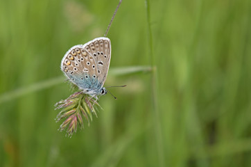 Common blue butterfly (Polyommatus icarus) with shaggy wings and body on the stem of a blade of...
