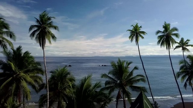 A slow pass through waving palms towards the pacific of colombia