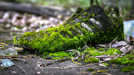 old sneakers moss-grown among the abandoned buildings