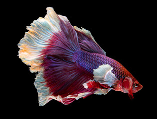 Betta fish, siamese fighting fish, betta splendens with red tones color isolated on black background