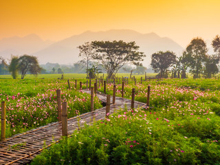 Fototapeta premium Cosmos pink flowers are blooming in the garden. With bamboo pathways In front of the high mountains in northern Thailand At the time of the sun rising in the morning with fog