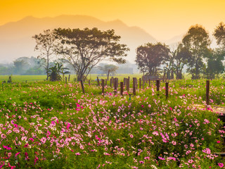 Fototapeta premium Cosmos pink flowers are blooming in the garden. With bamboo pathways In front of the high mountains in northern Thailand At the time of the sun rising in the morning with fog