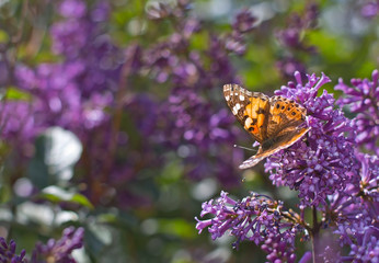 orange butterfly on lilac flowers on a sunny day	