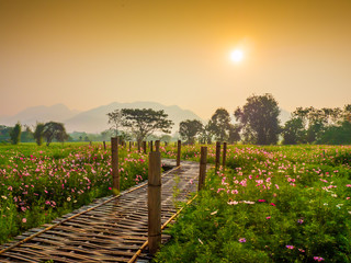 Naklejka premium Cosmos pink flowers are blooming in the garden. With bamboo pathways In front of the high mountains in northern Thailand At the time of the sun rising in the morning with fog