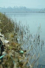 reeds in the lake