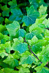 Green summer leaves pattern background.