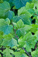 Green summer leaves pattern background.