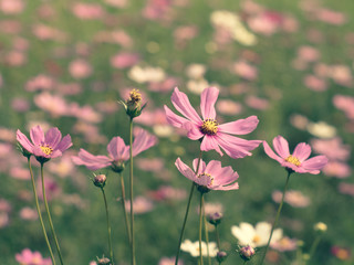 Obraz na płótnie Canvas Pink Cosmos flowers blooming in the garden.shallow focus effect.vintage tone.