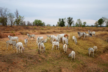 Fototapeta na wymiar Cattle in the countryside Thailand